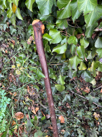 Irish Shillelagh - Blackthorn Wood