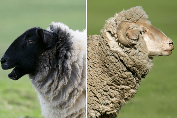 Why Irish Wool Is Different: A Guide to Authentic Irish Knitwear