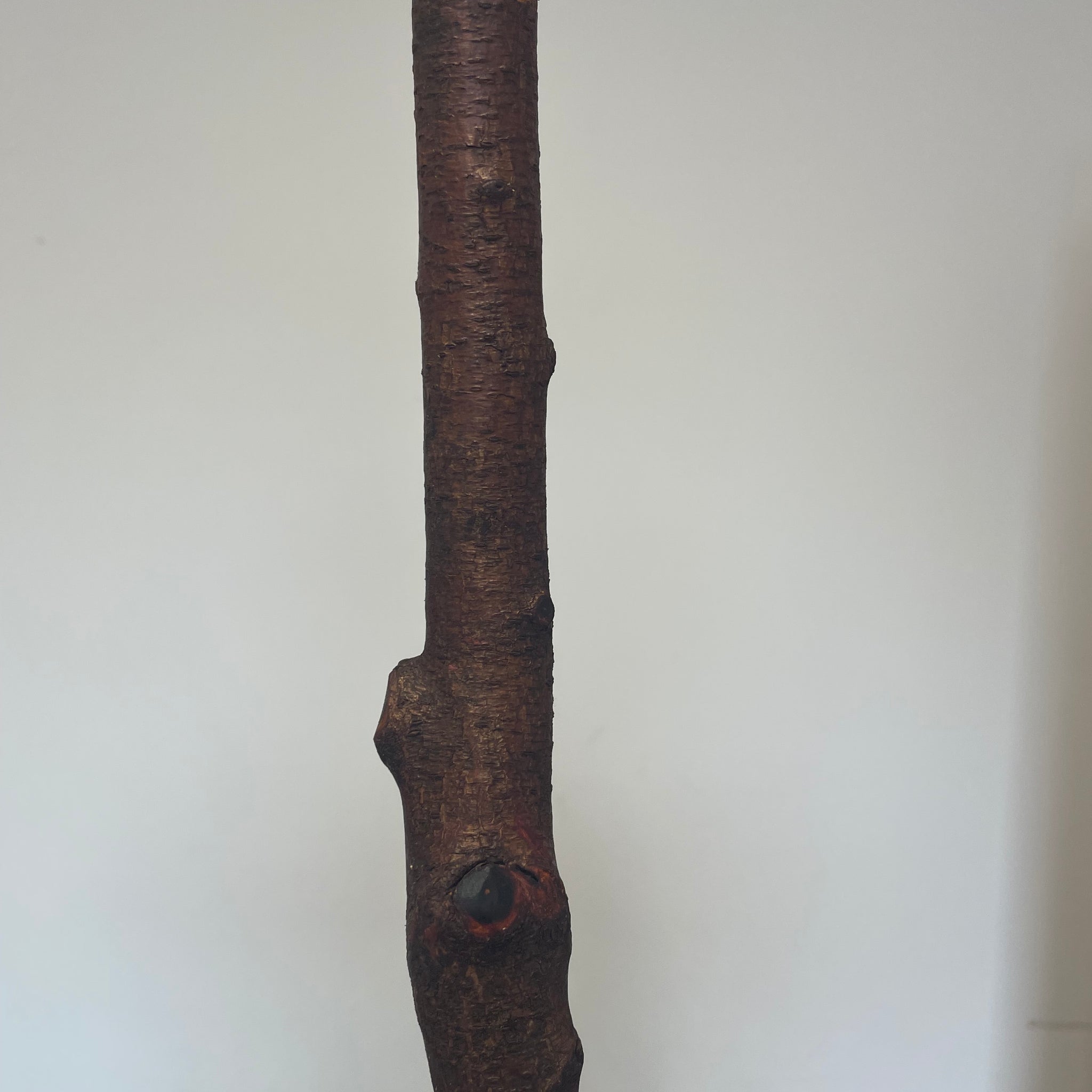 Irish Blackthorn Stick7