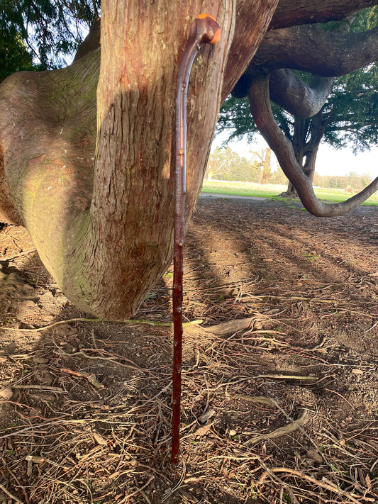 Blackthorn Irish Walking Stick Shillelagh