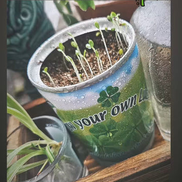 St. Patricks's Grow Your Own Luck Plant Kit