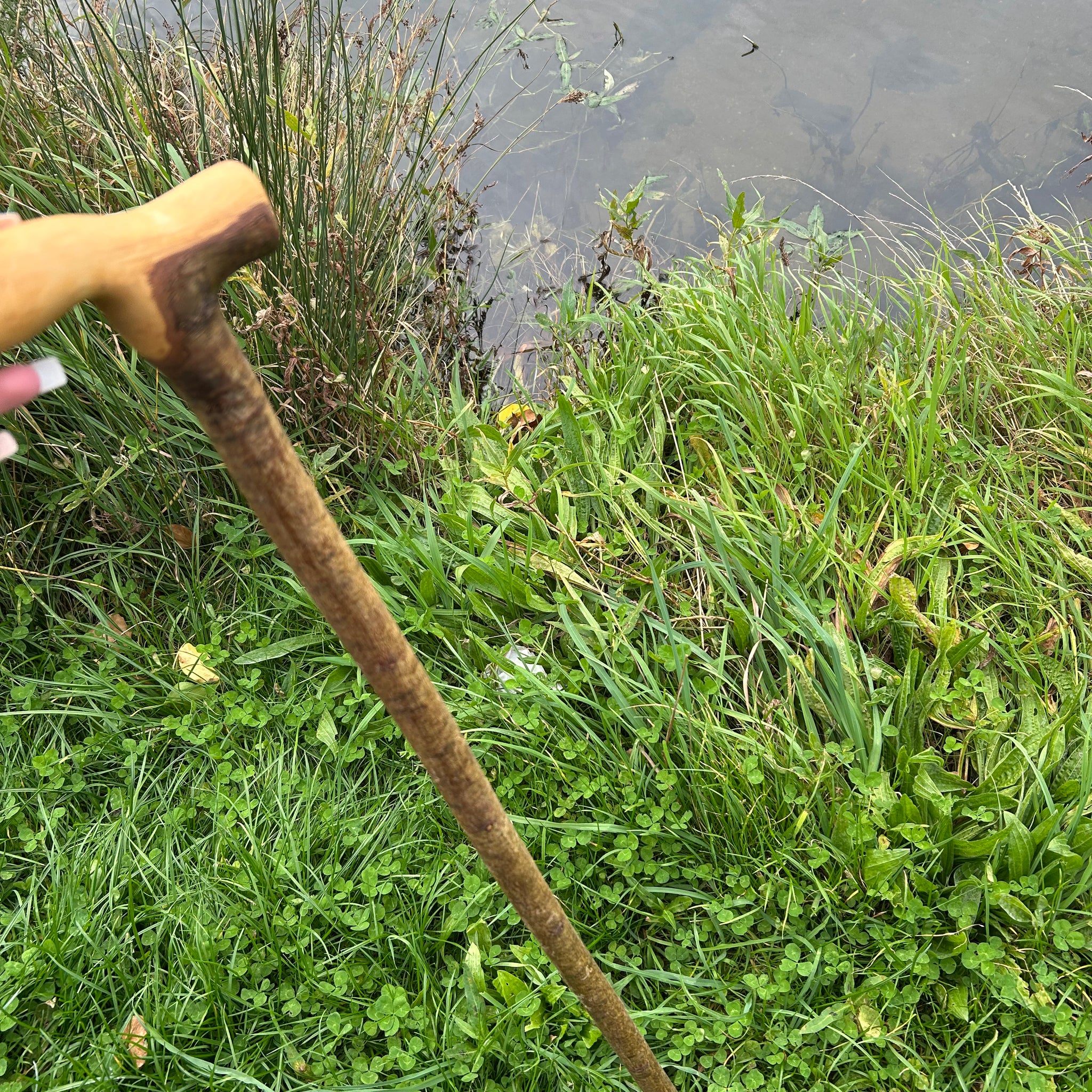 Irish Shillelagh - Blackthorn Wood