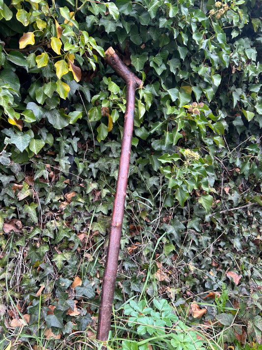 Irish Shillelagh - Blackthorn Wood