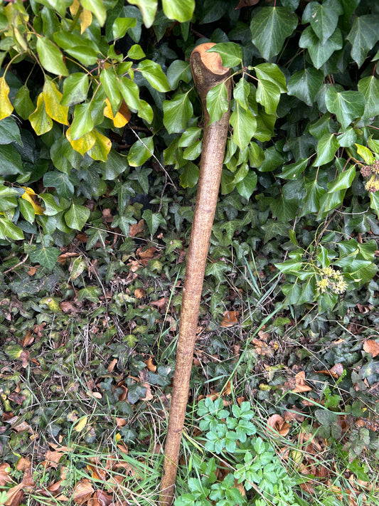 Irish Shillelagh - Blackthorn Wood