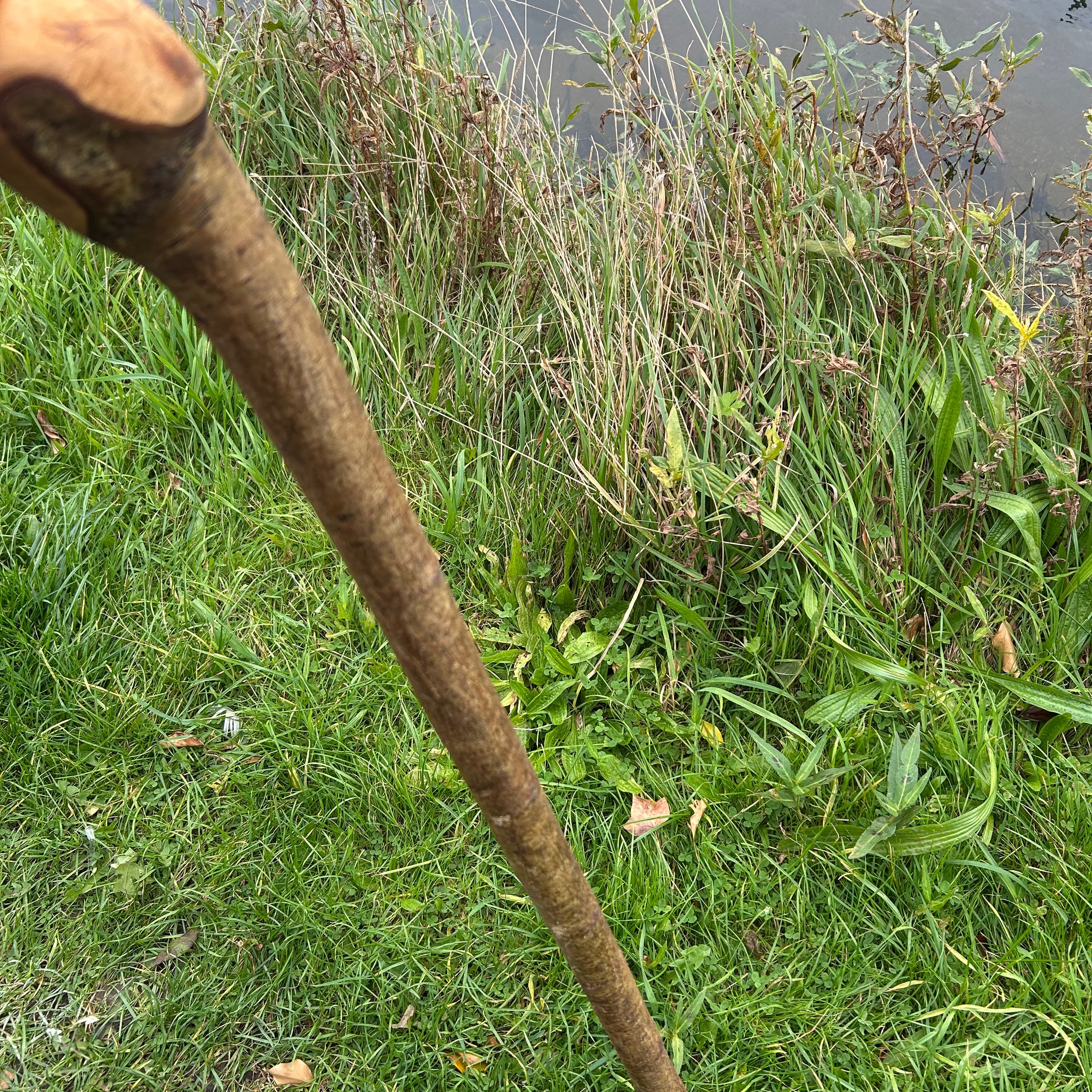Irish Shillelagh - Blackthorn Wood