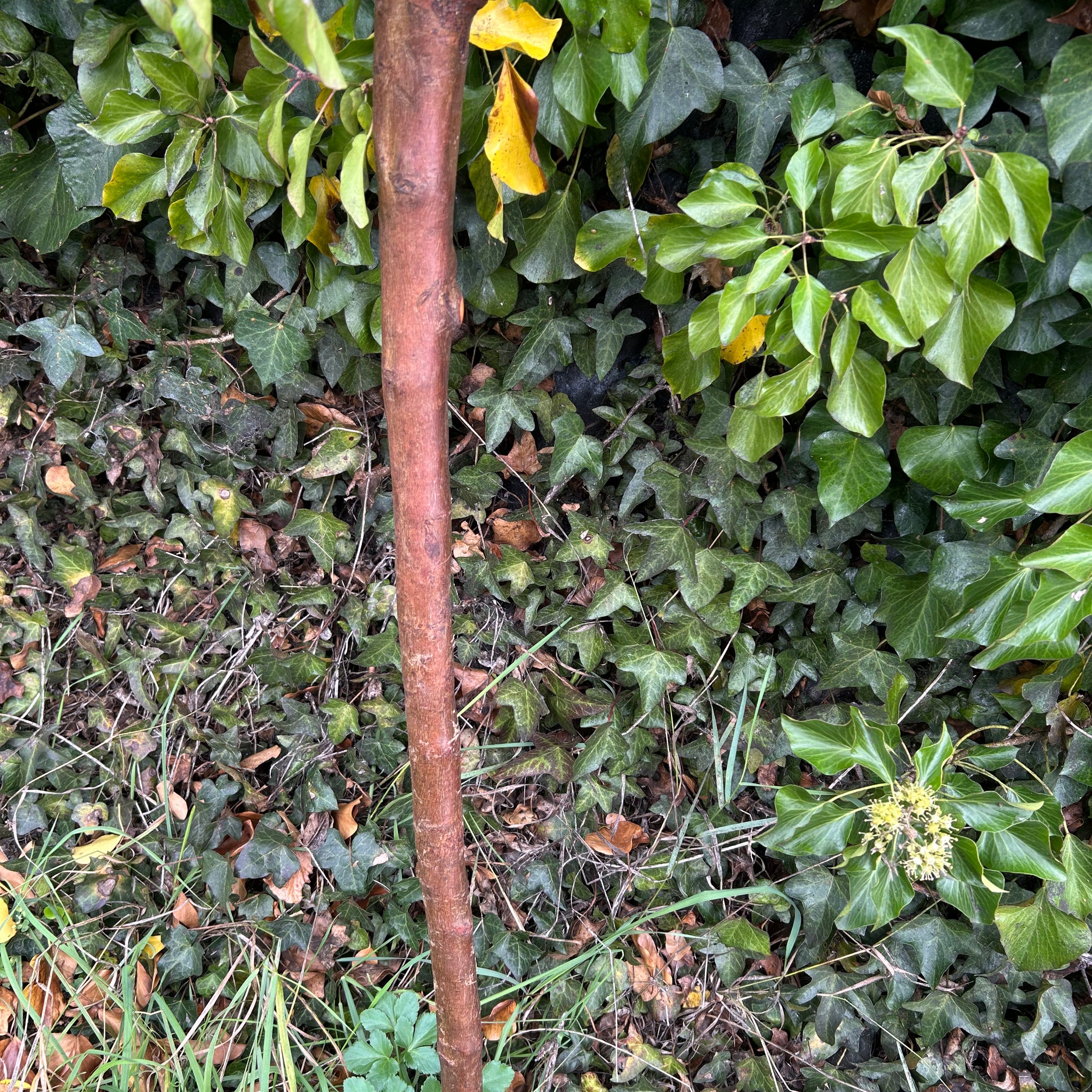 Irish Shillelagh - Blackthorn Wood
