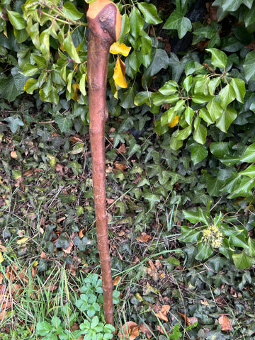 Irish Shillelagh - Blackthorn Wood