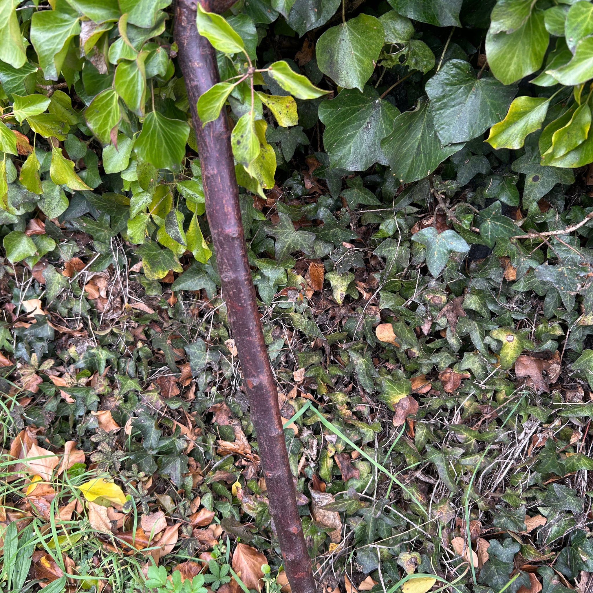 Irish Shillelagh - Blackthorn Wood