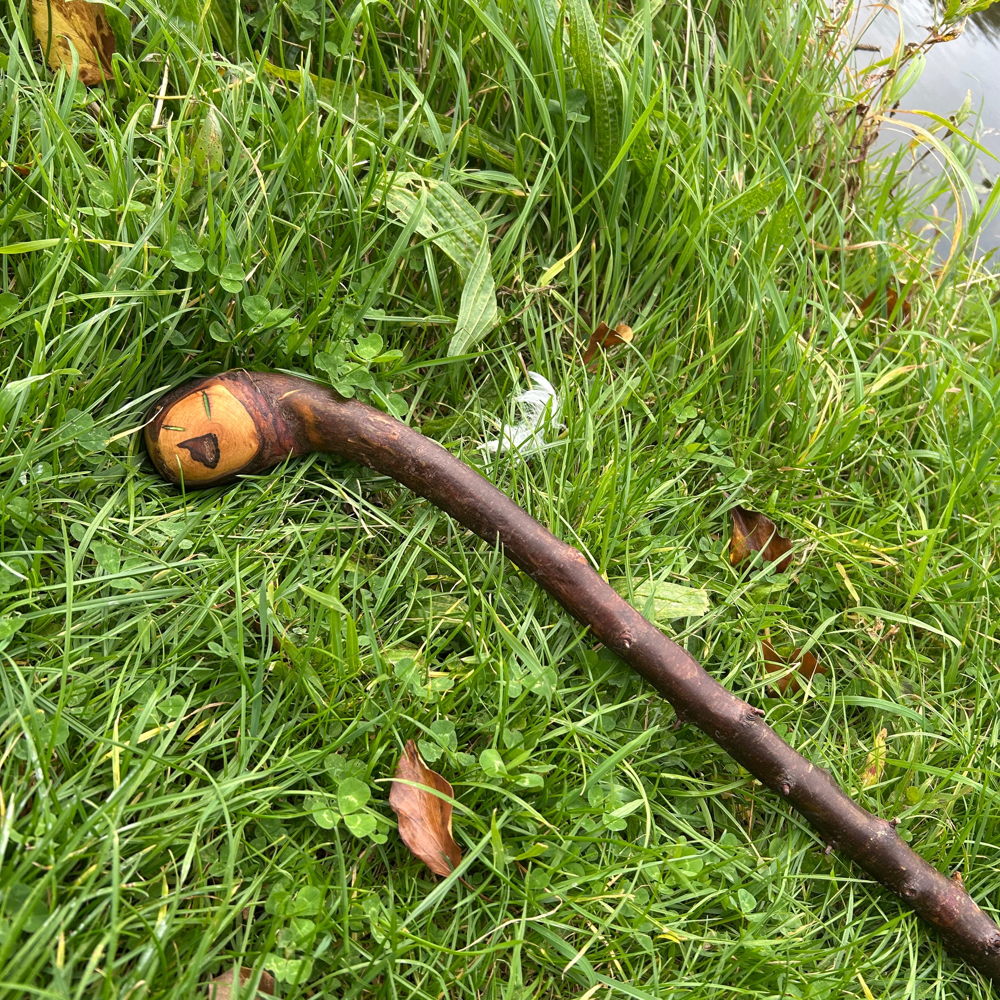 Irish Shillelagh - Blackthorn Wood