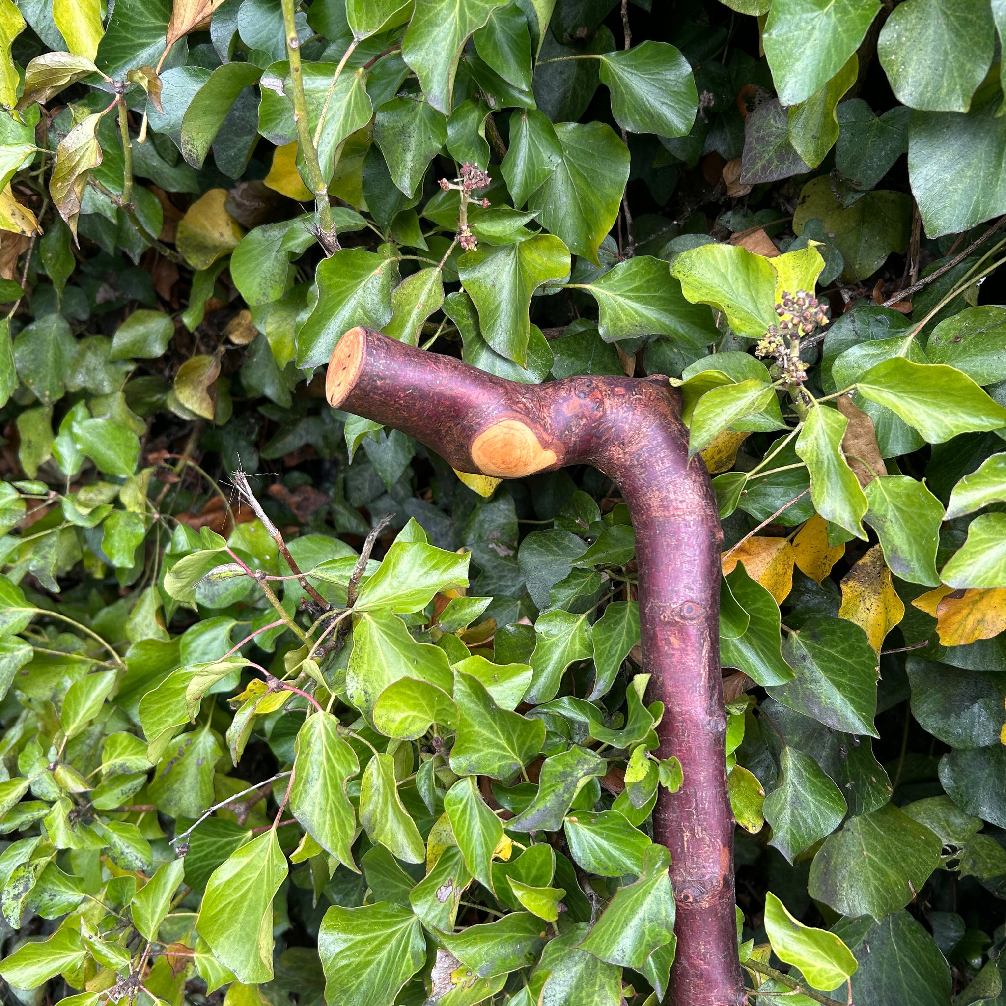 Irish Shillelagh - Blackthorn Wood