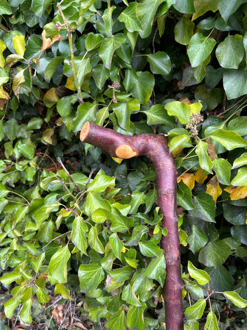 Irish Shillelagh - Blackthorn Wood