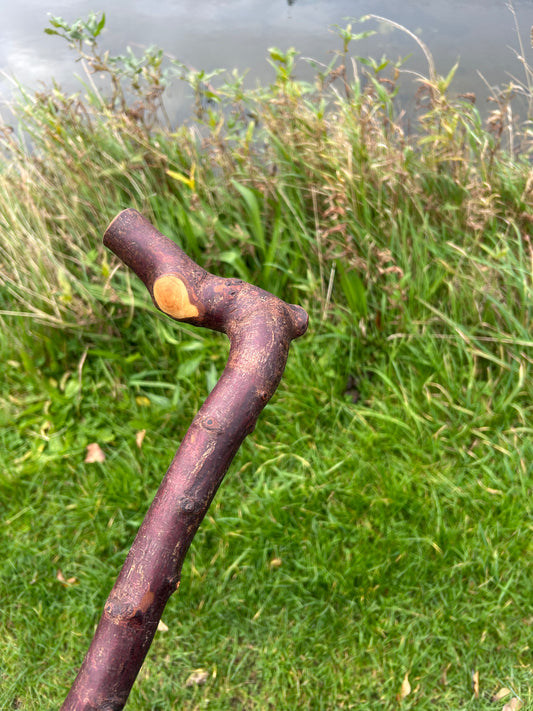 Irish Shillelagh - Blackthorn Wood