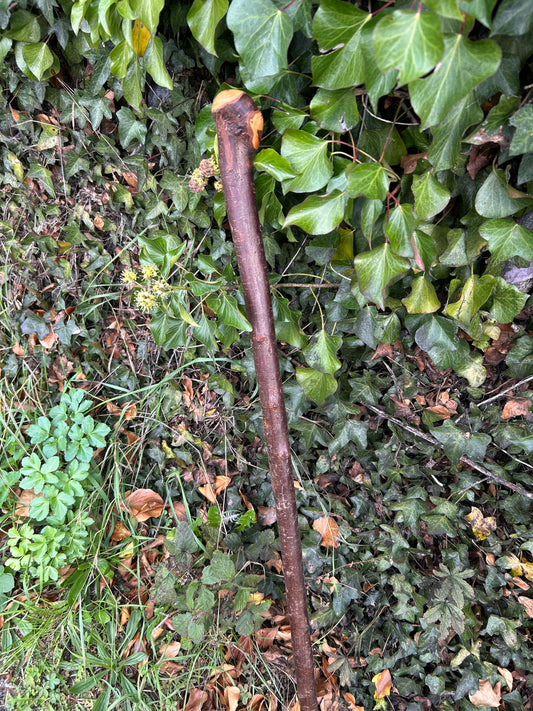 Irish Shillelagh - Blackthorn Wood