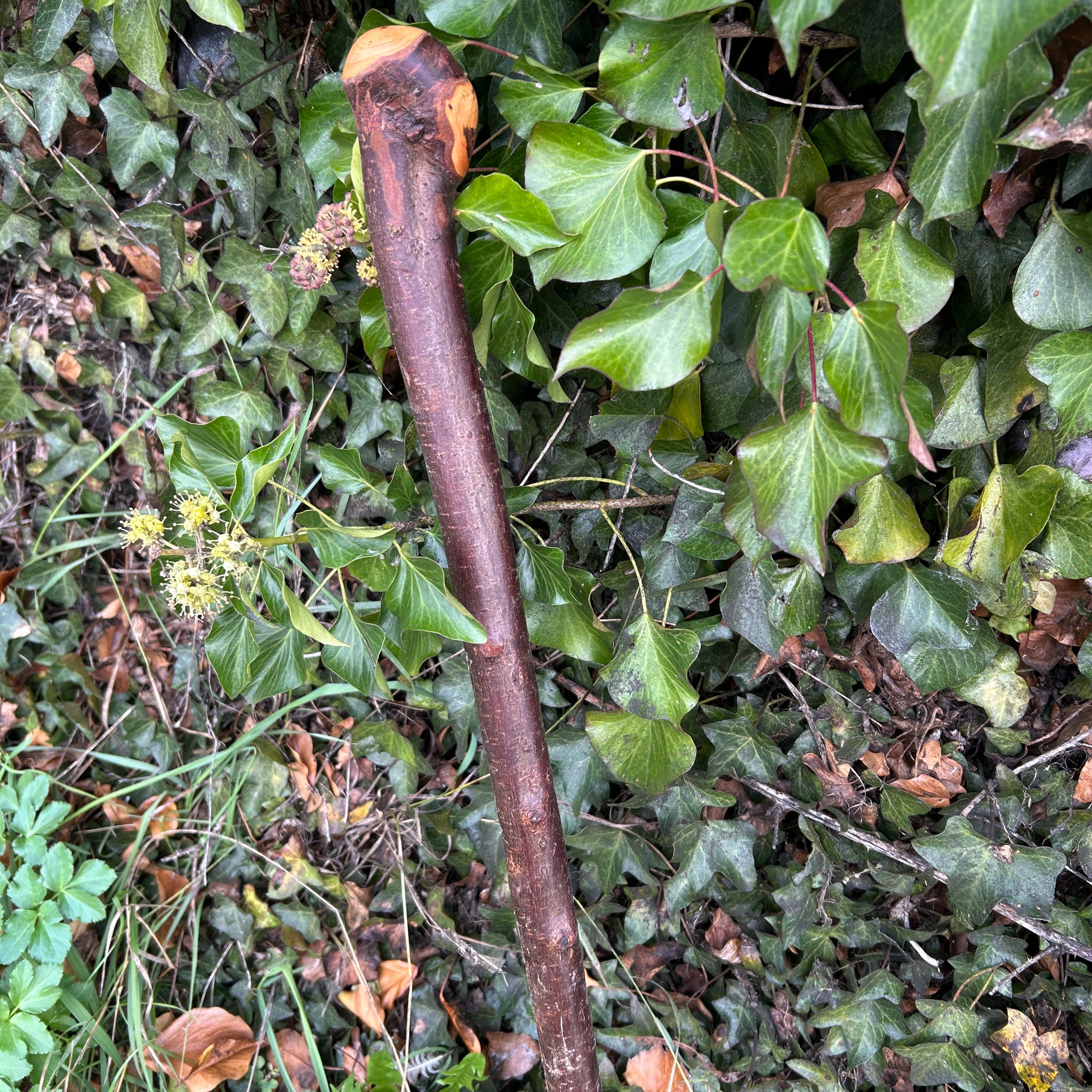 Irish Shillelagh - Blackthorn Wood