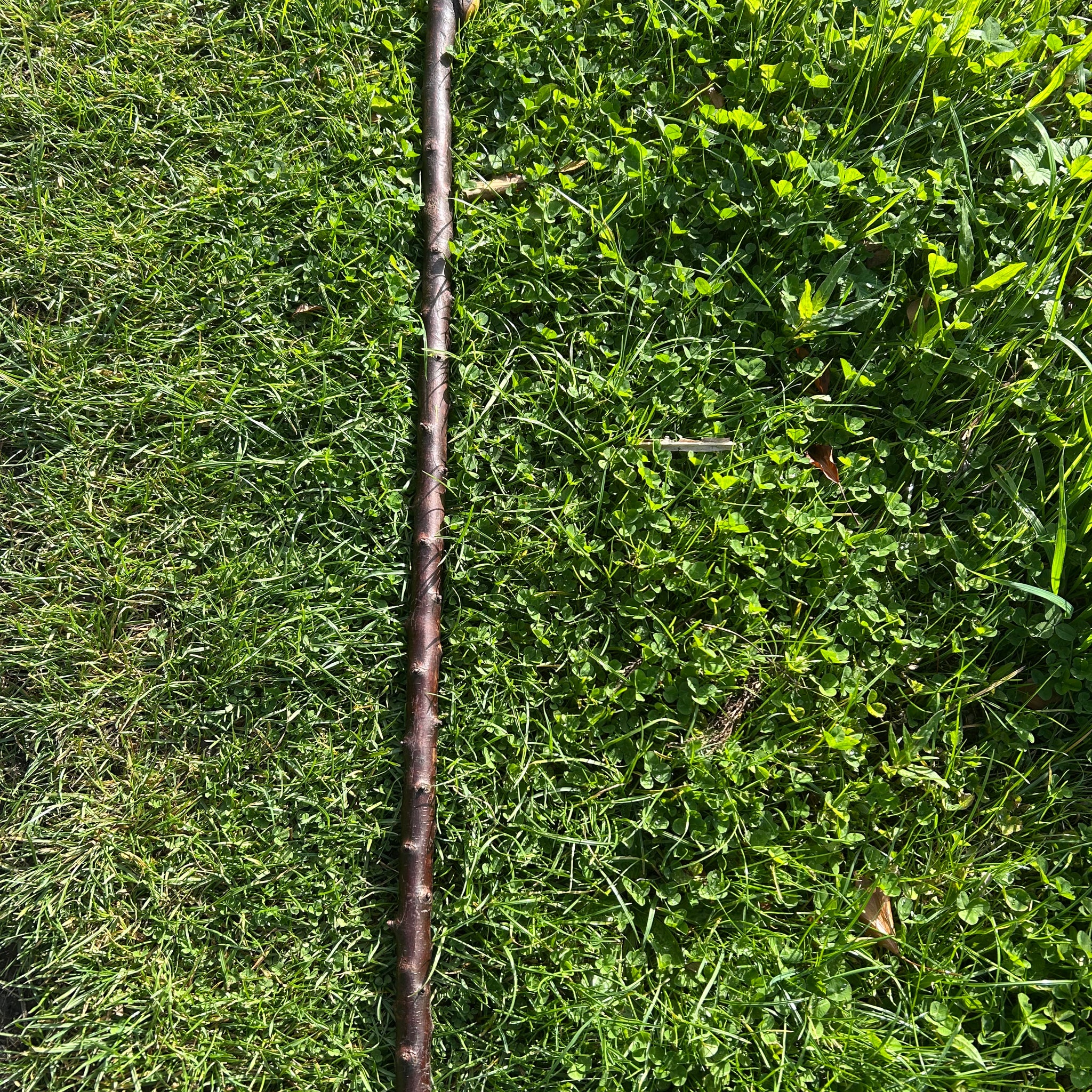 Irish Shillelagh - Blackthorn Wood