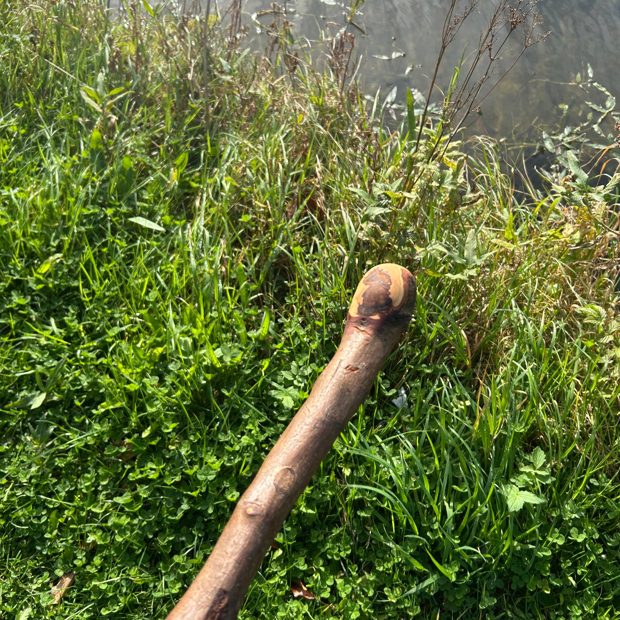 Irish Shillelagh - Blackthorn Wood