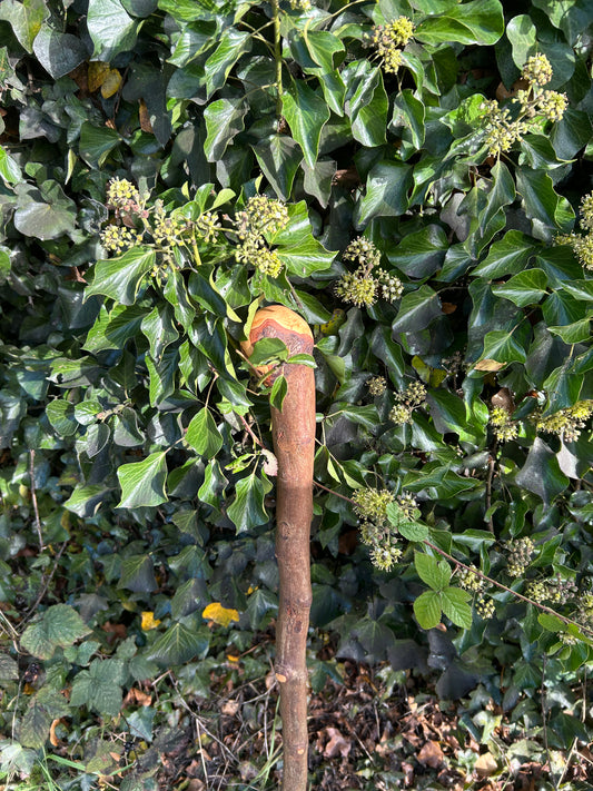 Irish Shillelagh - Blackthorn Wood