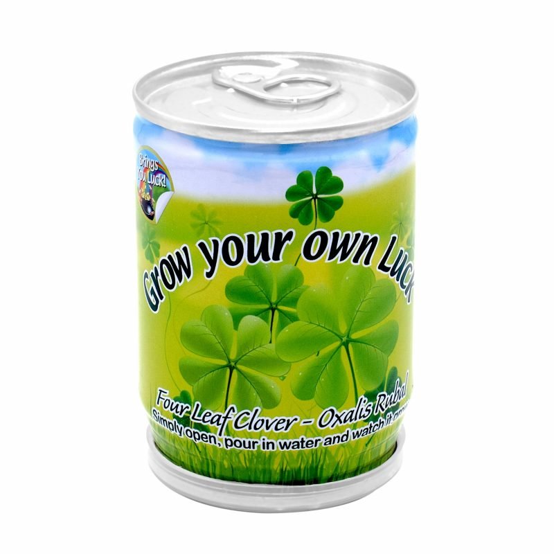Grow Your Own Shamrock Plant